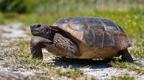 Schildkröte (Gopherus polyphemus) laufend von Ulrich Missbach