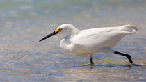 Schmuckreiher (egretta thula) Auge in Auge mit einem Fisch by Ulrich Missbach