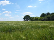 Messeler Landschaft von Ralf Wolter