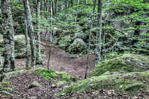 Enchanted Rocks (Sant Feliu de Pallerols, Catalonia) von Marc Garrido Clotet