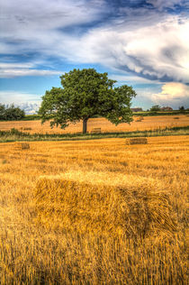 The solitary farm tree by David Pyatt