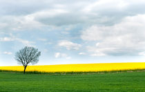 The colours of Spring von Mike Santis