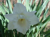 White Lily of Shady by Katherine Manning