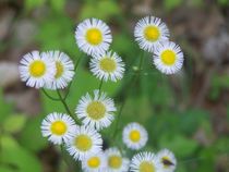 Flowers In Focus von Katherine Manning