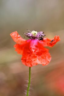 MOHN by Ivonne Wentzler