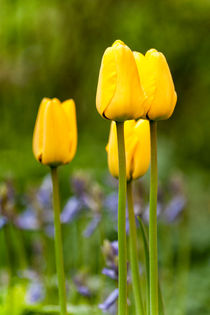 Yellow flowers von Mike Santis