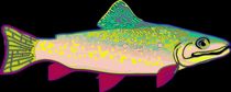 Neon Rainbow Trout by Florian Rodarte