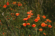 Poppy Field von Patrycja Polechonska