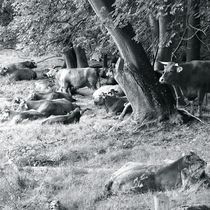 EIFEL LIONS by Ivonne Wentzler