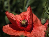 Red poppy von Dietmar Wolf