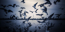 Hamburg gulls von Simon Andreas Peter