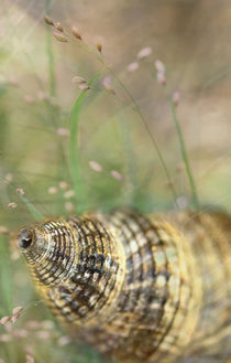 Shell von Ivonne Wentzler