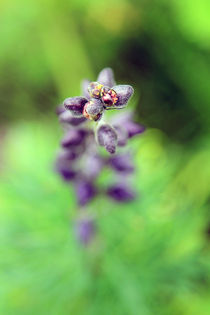 violett trifft grün von jaybe