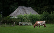 Ayrshire dairy cow by Leighton Collins