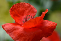 poppy by B. de Velde