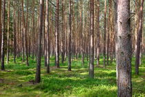 Wald auf Fischland-Darß von Daniel Rast