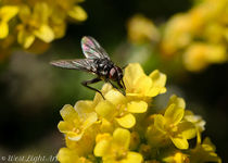 Fly on a flower von westlightart