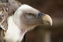 Gänsegeier - Griffon Vulture by Markus Hartung