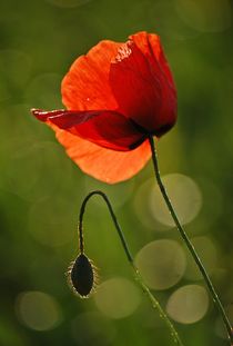 Mohn by loewenherz-artwork