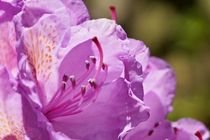 Rhododendron 004 by leddermann