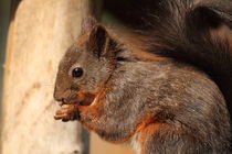 Eichhörnchen squirrel by Uwe Fuchs