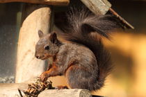 Eichhörnchen squirrel von Uwe Fuchs