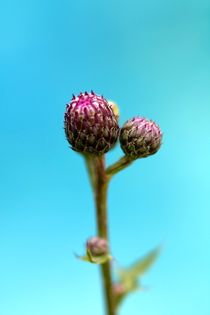 HIMMELBLAU by Ivonne Wentzler