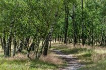 Hamburger Natur Boberger Dünen III von elbvue by elbvue