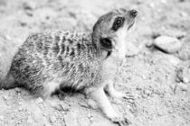 Monochrome Suricate by Patrycja Polechonska