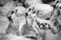 Meerkat Group von Patrycja Polechonska