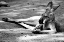 Sleeping Kangaroo Black and White by Patrycja Polechonska