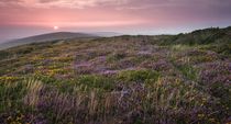 Gower heather sunset von Leighton Collins