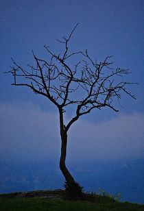 Der Baum 3 by loewenherz-artwork