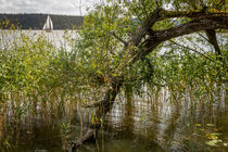 Lake Tree von Patrycja Polechonska