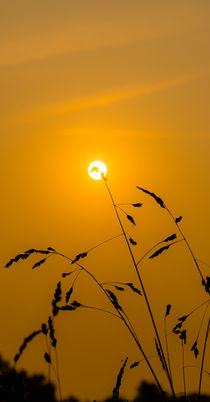Golden Sun von Thomas Ulbricht
