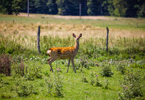 Curious Doe by Patrycja Polechonska