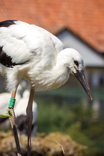 Vertical Young Stork von Patrycja Polechonska