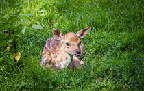 Adorable Fawn von Patrycja Polechonska