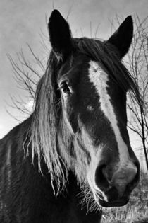 Black and white and beauty von leddermann