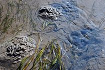 Wattenmeer von loewenherz-artwork