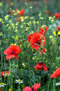 Summer Wild Flowers  von David Tinsley