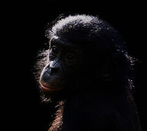 Poster Baby Affe Bonobo by Doris Krüger