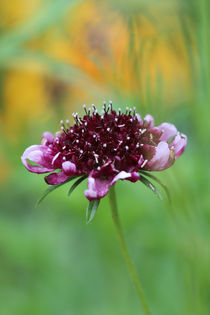 "GARTEN PRINZESSIN" von Ivonne Wentzler