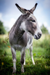 Donkey - Esel III by Ruby Lindholm