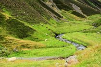 Ein Bächlein im Moffat River Valley by gscheffbuch