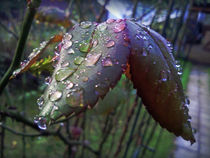  some raindrops by Isabell Tausche