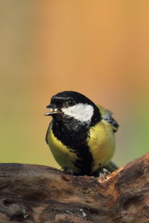 Kohlmeise mit Futter by Uwe Fuchs