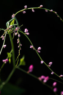 Humble Pink by Mario Morales Rubi