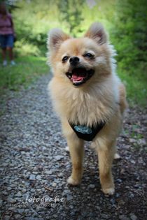 Zwergspitz Balu von Diana Habegger