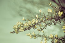 When gorse flowers sing their melody by loriental-photography